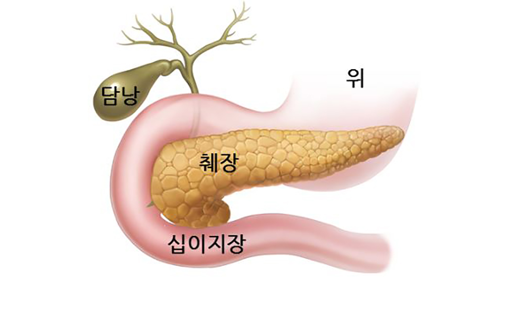 췌장의 구조