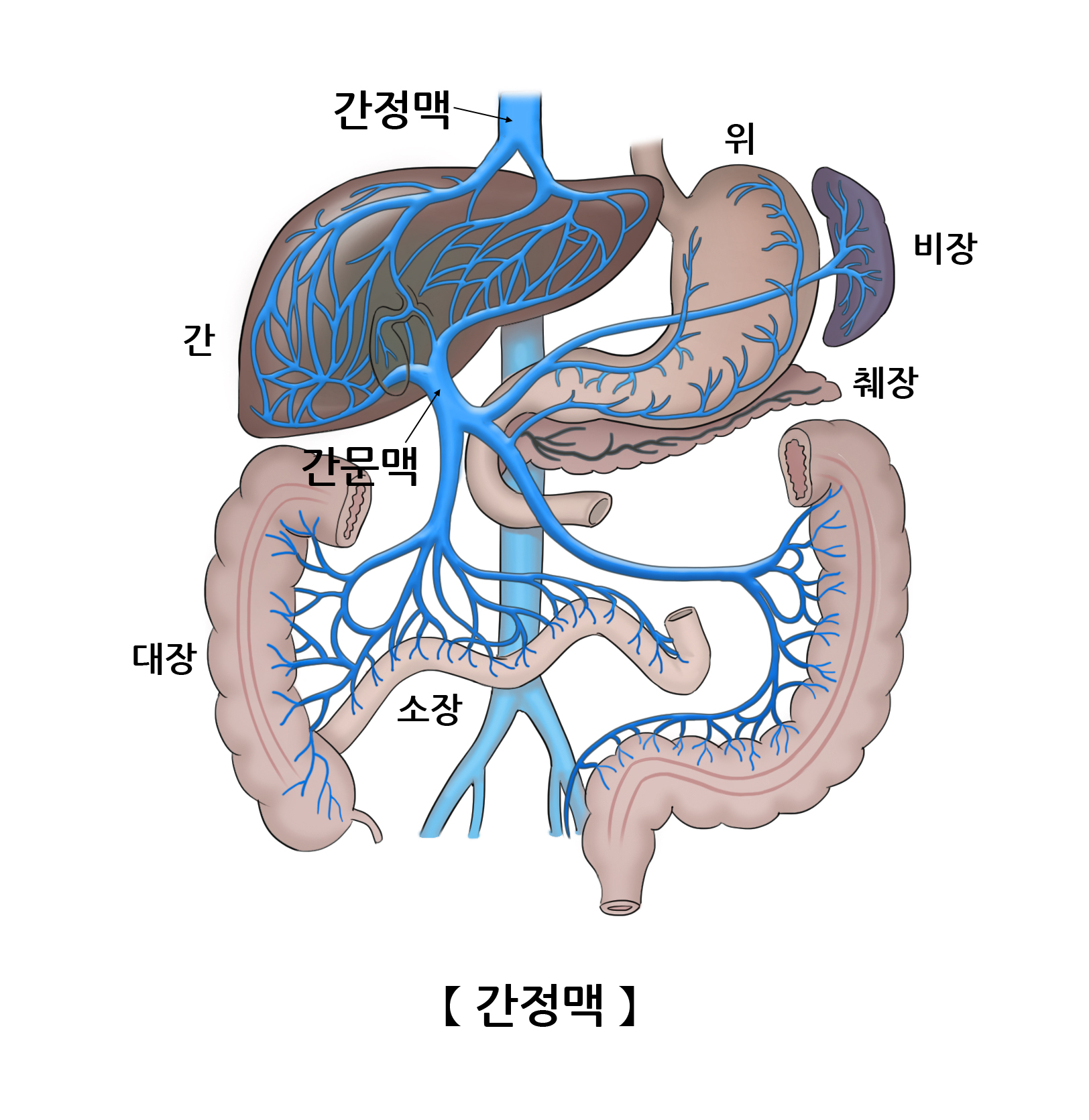 간정맥