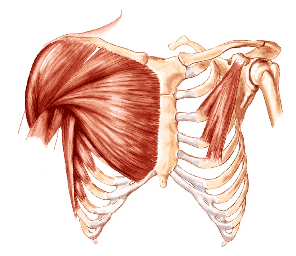 어깨근육